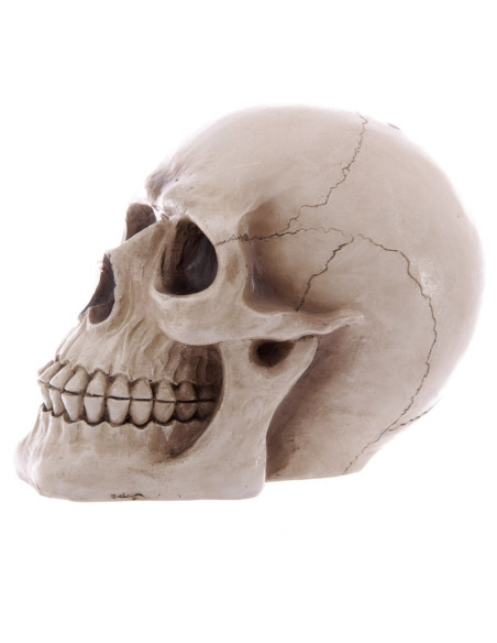 Tirelire Crâne pour enregistrer votre...