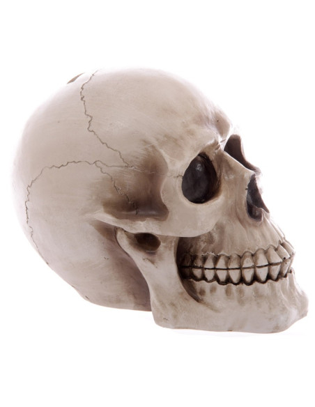 Tirelire Crâne pour enregistrer votre...