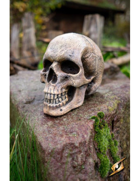 Crâne humain en mousse