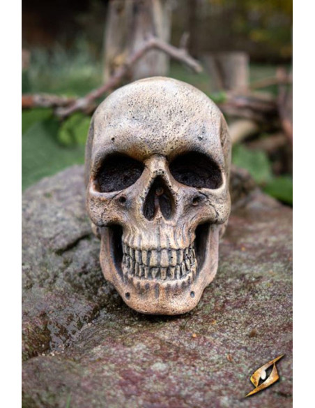 Crâne humain en mousse